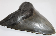 Megalodon fossil giant for sale  Wilmington