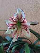 Hippeastrum papilio hybrid usato  Bagnoregio