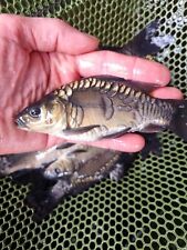 Inch mirror carp for sale  BRIDGEND