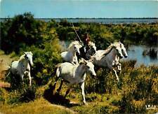 Camargue chevaux sauvages d'occasion  France