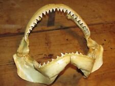 Grosse mâchoire requin d'occasion  Limoges-