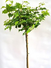 Kugel linde tilia gebraucht kaufen  Uplengen