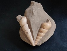 Conchiglia shell turritella usato  Piombino