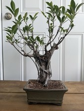 Tiger bark ficus d'occasion  Expédié en Belgium