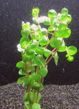 Rotala rotundifolia aquarienpf gebraucht kaufen Rotala rotundifolia aquarienpf gebraucht kaufen  Stolberg (Rhld.)