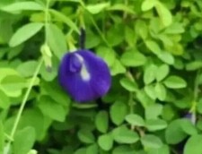 Graines pois bleu d'occasion  Ris-Orangis
