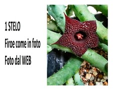 Huernia pendurata radice usato  Giugliano in Campania