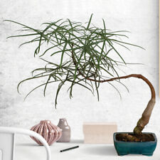 Australian bottle tree for sale  Danielson