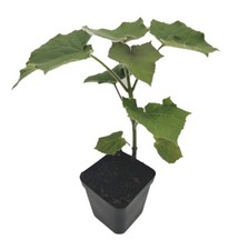 Paulownia z07 plants d'occasion  Cahors
