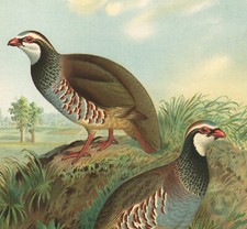 1896 large lithograph d'occasion  Expédié en Belgium