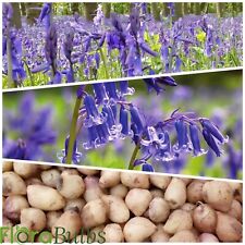 Bluebell bulbs english for sale  WISBECH