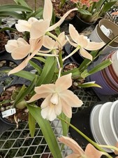Orchid plant exotic for sale  Las Vegas