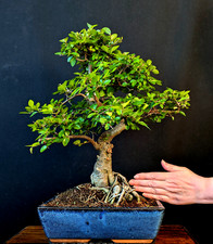 Bonsai chinesische ulme gebraucht kaufen  Bielefeld