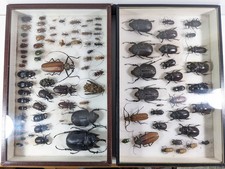 Cabinet curiosités lot d'occasion Cabinet curiosités lot d'occasion  Roussillon