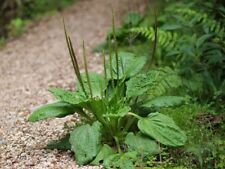 Plantain feuilles larges d'occasion  Expédié en France