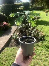 Oak tree saplings for sale Oak tree saplings for sale  BRISTOL