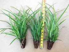 Rooted clumps ice for sale  Albany
