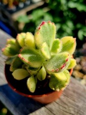 Cotyledon tomentosa variegated for sale  CLACTON-ON-SEA
