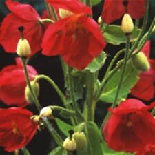 Meconopsis napaulensis 25 for sale  UK