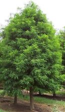 Bald cypress tree for sale  Pelzer