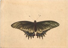 Schmetterling südamerikanisch gebraucht kaufen  Eimeldingen