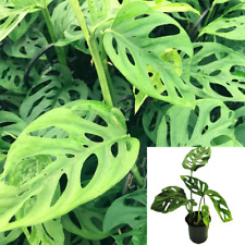 Cuttings swiss cheese for sale  Modesto