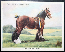 Shire horse draught for sale  DERBY
