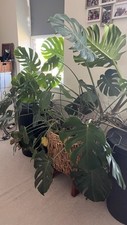 Large monstera deliciosa for sale  READING