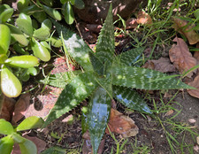 vera plant clay pot aloe for sale vera plant clay pot aloe for sale Santee