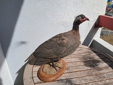 Taxidermie pintade numidie d'occasion  Lorient