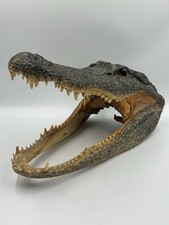 Large alligator head for sale  Hialeah
