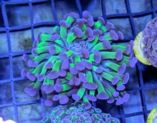 Purple tipped green for sale  LYTHAM ST. ANNES