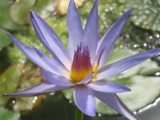 Blaue seerose blauer gebraucht kaufen  Schmidmühlen