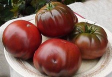 Tomatensamen indische sorte gebraucht kaufen  Beilngries
