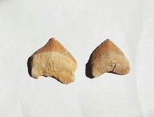 Lot dents requin d'occasion Lot dents requin d'occasion  Villejuif