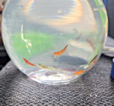Neocaridina live shrimp for sale  Rensselaer