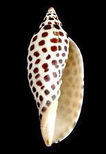 302 specimen scaphella for sale  Fort Myers
