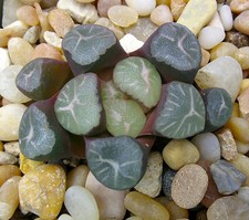 Haworthia maughanii akasuji for sale  Porter Ranch