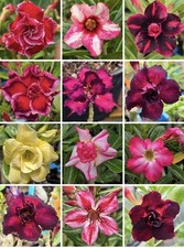 Big adenium obesum d'occasion  Expédié en Belgium