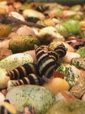Assassin snails tank for sale  Fillmore