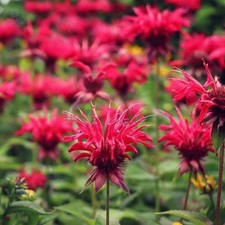 1000 red bee for sale  Staten Island