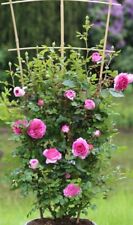 Strong fragrant pink for sale  BIRMINGHAM
