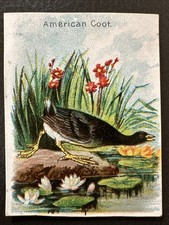 American coot arm for sale  Sauk Rapids