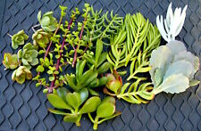 Easy succulent cuttings for sale  Valley Center