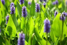 Pontederia cordata pickerel for sale  Fairdale