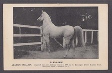 Muson arabian stallion for sale  Hartford