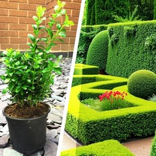 Hardy boxwood common for sale  BIRMINGHAM