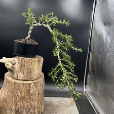 Ceanothus blue bonsai for sale  HULL
