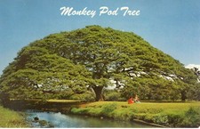 Hawaiian monkey pod for sale  Orland Park
