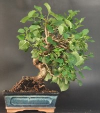 Bonsai ciliegio santa usato  Cison di Valmarino